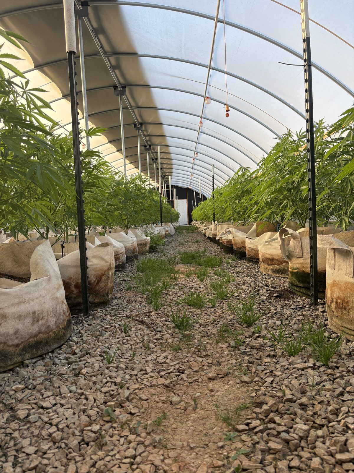 Greenhouse interior